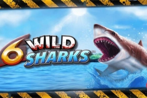 00312 6 wild sharks